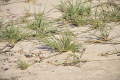 Cyperus conglomeratus