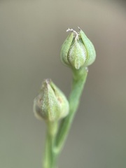 Linum medium texanum