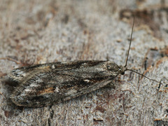 Semioscopis oculella