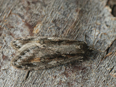 Semioscopis oculella