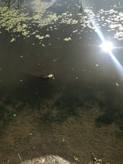 Somatochlora metallica