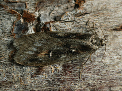 Semioscopis oculella