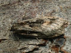 Semioscopis oculella