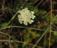 Scabiosa fumarioides