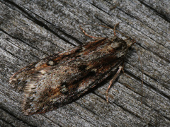 Semioscopis oculella