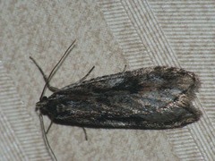 Semioscopis oculella