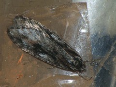 Semioscopis oculella