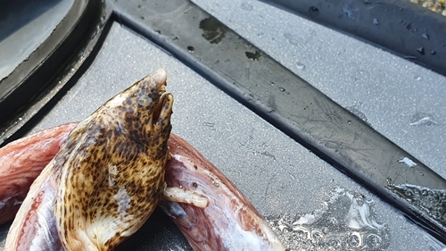 Cliff's snake eel (Callechelys cliffi) — Ophichthidae — 2