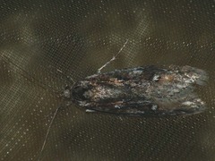 Semioscopis oculella