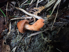 Cortinarius rubripes