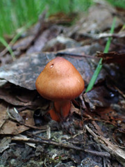 Cortinarius rubripes