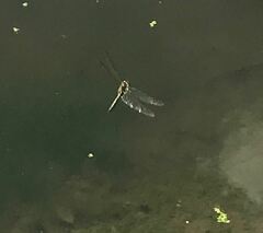 Somatochlora metallica