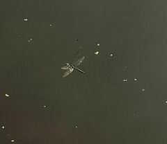 Somatochlora metallica