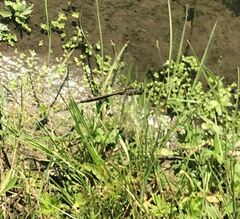 Somatochlora metallica