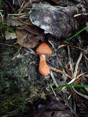 Cortinarius rubripes