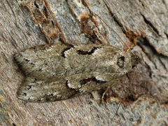 Semioscopis steinkellneriana