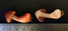 Cortinarius rubripes
