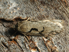 Semioscopis steinkellneriana