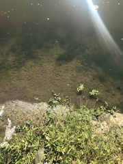 Somatochlora metallica