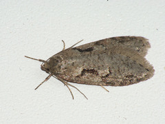Semioscopis steinkellneriana