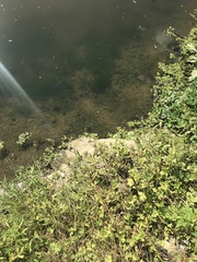 Somatochlora metallica