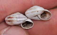 Oreohelix strigosa