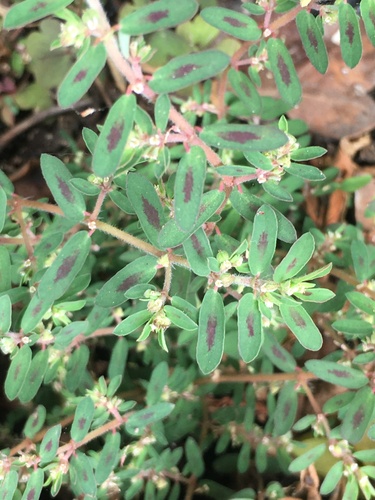 Euphorbia maculata image