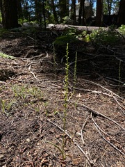 Platanthera colemanii