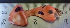 Cortinarius rubripes