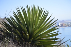 Agave angustiarum