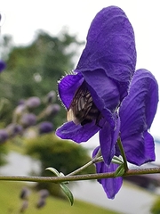 Bombus borealis image