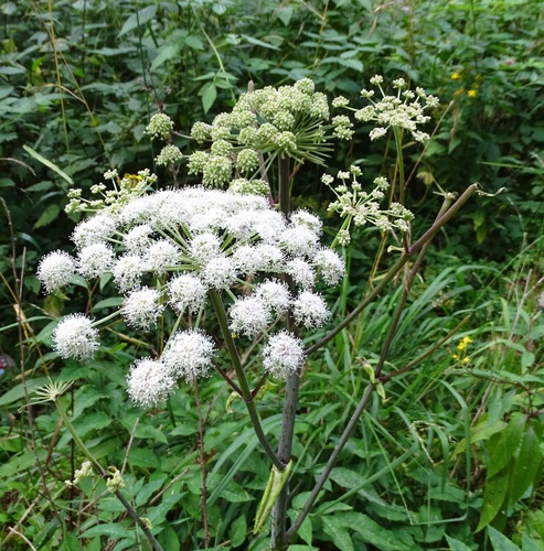 Wild Angelica
