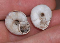 Oreohelix strigosa