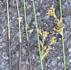 Juncus effusus pacificus