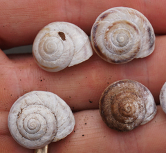 Oreohelix strigosa