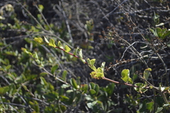 Stegnosperma halimifolium