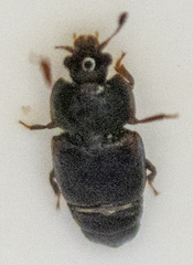 Caplothorax lugubris
