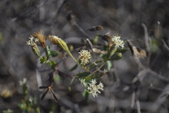 Porophyllum punctatum