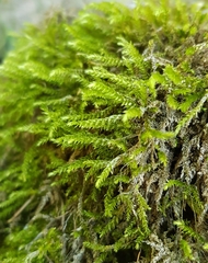 Cirriphyllum crassinervium