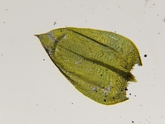 Cirriphyllum crassinervium