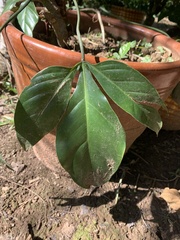 Philodendron tripartitum