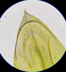 Cirriphyllum crassinervium