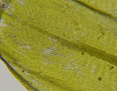 Cirriphyllum crassinervium
