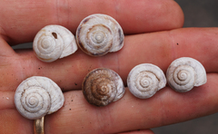 Oreohelix strigosa