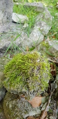 Cirriphyllum crassinervium