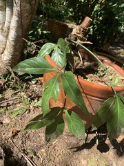 Philodendron tripartitum