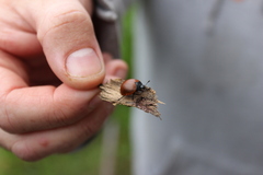 Aegithus clavicornis