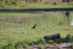 Plegadis chihi