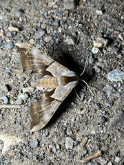 Smerinthus saliceti