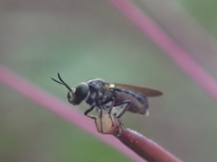 Cerotainia